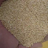 ارزن تیر ماهی درشت بومی