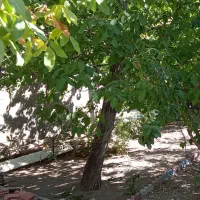 خانه اجاری روزانه