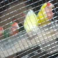 طوطی کوتوله برزیلی تخم جوجه همه رنگ مولد مرغ عشق