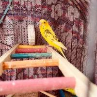 یک عدد مرغ عشق نر