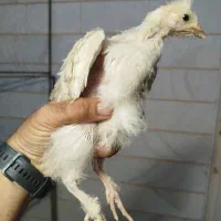 جوجه مرغ و خروس کاکلی،پاپر