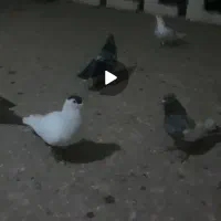 کبوترگمشده|حیوانات|آمل, |دیوار