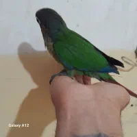 پرنده|پرنده|بهبهان, |دیوار