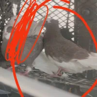 این کفتر امروز باخت رفته