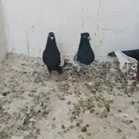 کفتر رنگی|پرنده|شیراز, شهرک فرزانگان|دیوار