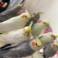 عروس هلندی