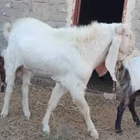 تکشاد گلابی اصل با پلنگی و کاموری|حیوانات مزرعه|هامون, |دیوار