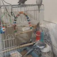 مخلوق زیبا|پرنده|تهران, دانشگاه شریف|دیوار