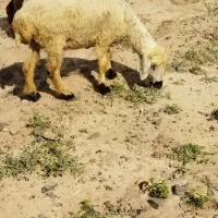 میش|حیوانات مزرعه|جیرفت, |دیوار