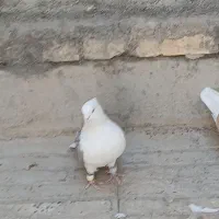 یک جفت دوکت. درمبارکه.|پرنده|مبارکه, |دیوار