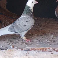 کفتر بوم