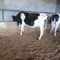 گاوشیری نژاد اصیل|حیوانات مزرعه|مسجد سلیمان, |دیوار