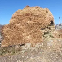 فروش علوفه خشه