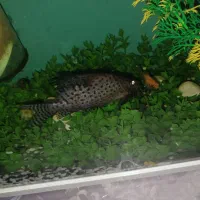 ماهی کت فیش خرگوشی