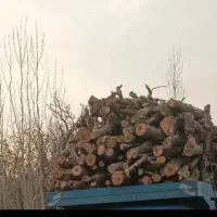 خریدو فروش درخت درباغ