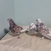 کبوتر|پرنده|محلات, |دیوار