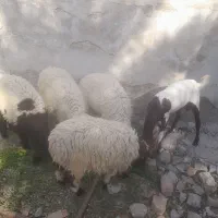 بره فروشی
