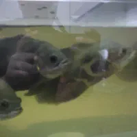 ماهی اسکار سلطنتی و باله بلند