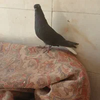 دوم سفید