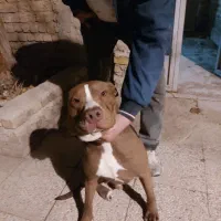 چند قلاده سگ پدر پیت بول ماستیف مادر جرمن دوبرمن