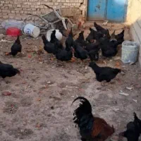 تخم مرغ نطفه دار|حیوانات مزرعه|زارچ, |دیوار