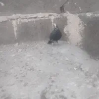 ماده پلنگ|پرنده|کرمان, |دیوار