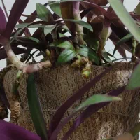 گل بنفشه آمریکایی (قاشقی بنفش)|گل و گیاه طبیعی|ماهان, |دیوار