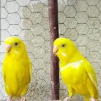 مرغ عشق. گلبسر