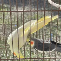 عروس هلندی جفت|پرنده|ضیابر, |دیوار