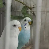 جفت مرغ عشق مولد
