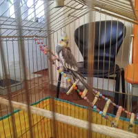 عروس هلندی نر