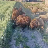 برای فروش