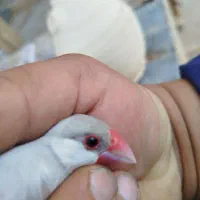 فنچ نرگسی سیلور