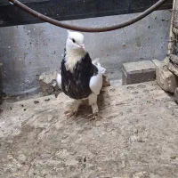 طوقی سیاه ماده کاکلی پاپر