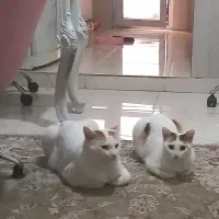 واگذاری رایگان گربه dsh نر و ماده یکساله|گربه|اندیشه, اندیشه فاز ۱|دیوار