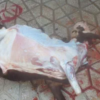 بزگوسفند گوساله سلاخی وپسا