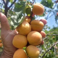 فروش نهال زرد آلو