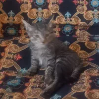 واگذاری گربه رایگان