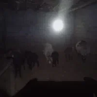 سه راس میش یک عدد دوقل دوعد یک قل