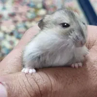 همستر مینیاتوری