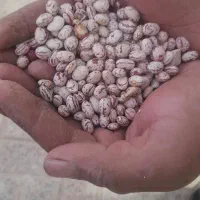 لوبیا چیتی خمین  فقط فقط 315هزار تومان|خوردنی و آشامیدنی|کاشان, فاز ۱ ناجی آباد|دیوار