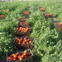 فروش گوجه فرنگی