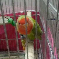 کوتوله ماده سالم وسر حال