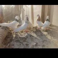 طوقی درجه یک|پرنده|بروجن, |دیوار