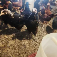 جوجه گلپایگان تاقچه مرغ خروس سیاه 110ر‌وزه