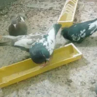 کفترسینه