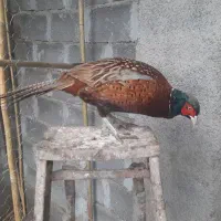 فروش مرغ و خروس امریکایی زینتی