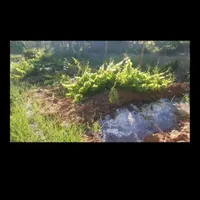 فروش خانه ویلایی ۸۵ متری ۱ خوابه در شهرستان|فروش خانه و ویلا|اصفهان, شهرستان|دیوار