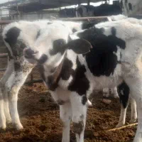 گوساله نر شیری و از شیر گرفته|حیوانات مزرعه|شیراز, منطقه ویژه اقتصادی|دیوار