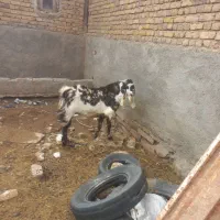 فروش نربز تخم،جنس خوب